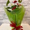 anthurium potted plant
