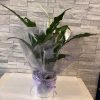 white peace lily in metal container